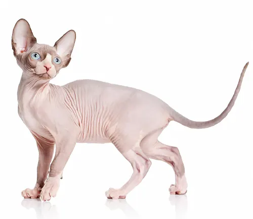 Solid Color Sphynx Cats