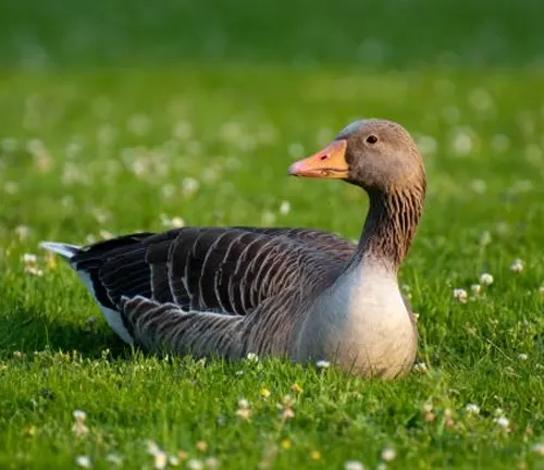 "Greylag Goose: A symbol of migration and cultural significance, representing grace and resilience."