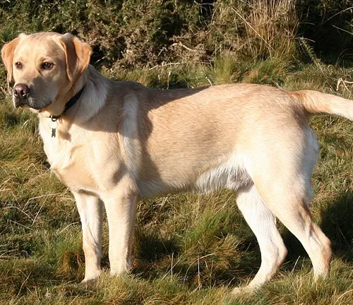 Yellow Labrador Retrievers