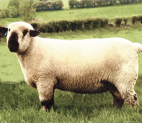 Hampshire Sheep