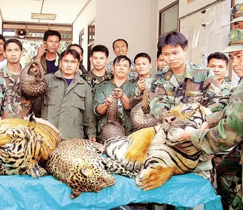 Soldiers in military uniforms holding a tiger, symbolizing the impact of habitat loss and fragmentation on the endangered Malayan Tiger.