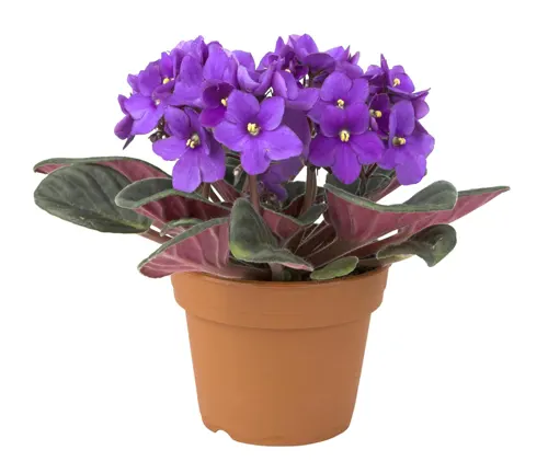 African Violet (Saintpaulia spp.)