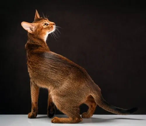 Red Abyssinian