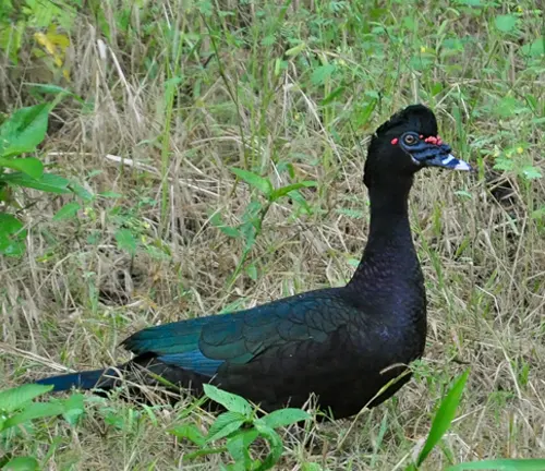 Black Muscovy Duck