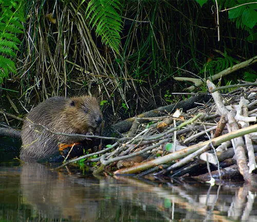 A Eurasian Beaver standing on the river shore, part of Water Management project.