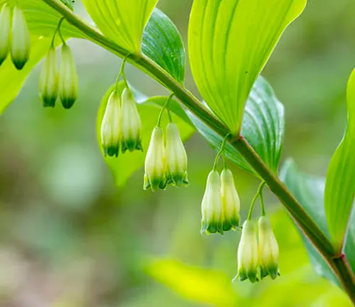 Delicate bell-shaped white flowers of Solomon's Seal hanging from a curved stem with bright green leaves in soft focus background.
