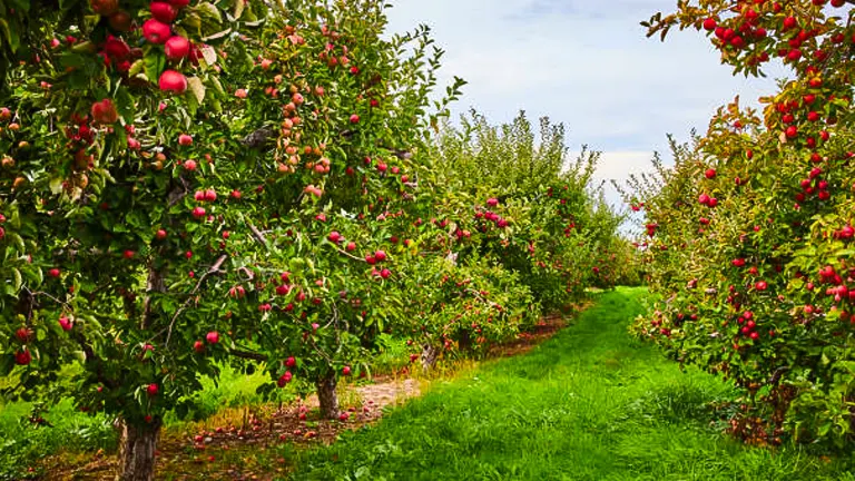 Dense apple trees laden with ripe fruit line a verdant pathway in an orchard, ready for harvest.
