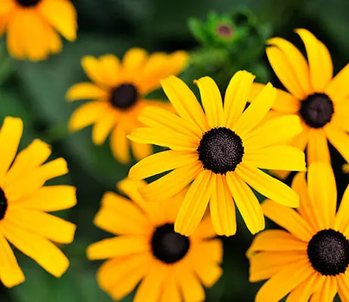 Black-eyed Susan flowers with bright yellow petals and dark brown centers.