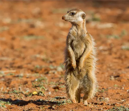“A meerkat standing upright on its hind legs, attentively observing its surroundings in a field with red soil.”