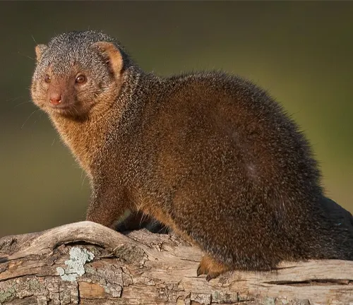 A small, social mongoose with a brown coat and a long tail, found in Africa.