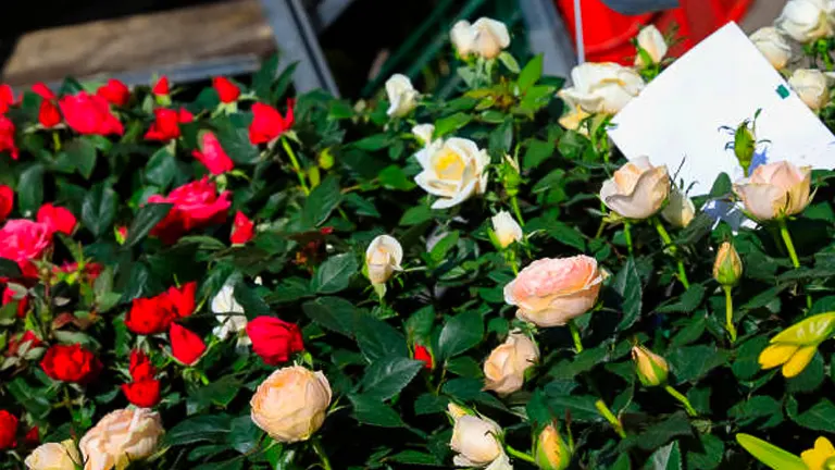 An array of rose plants with blooms in various shades of red, pink, and white, for sale at a market.