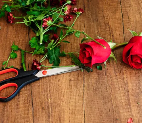 Two red roses and a pair of scissors with orange handles on a wooden surface, surrounded by scattered petals and greenery.