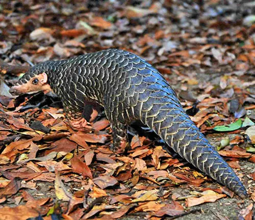A Chinese Pangolin, a massive armadillo, ambulating on the leaf-strewn ground.
