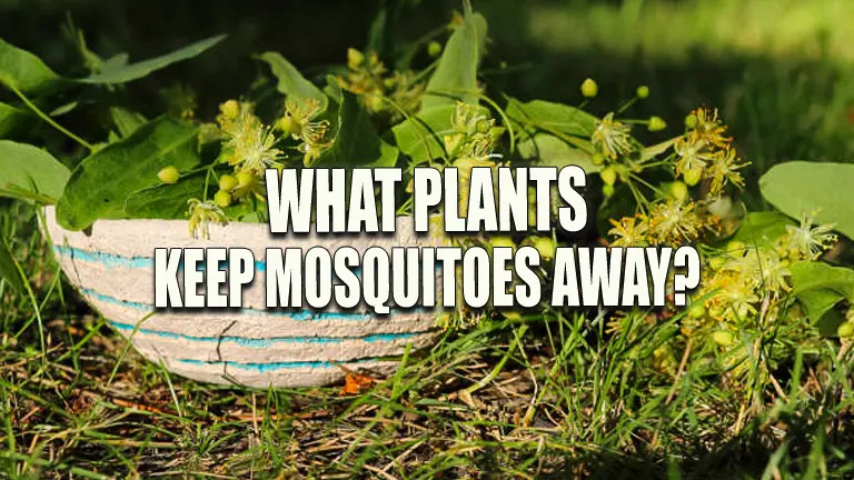What Plants Keep Mosquitoes Away?