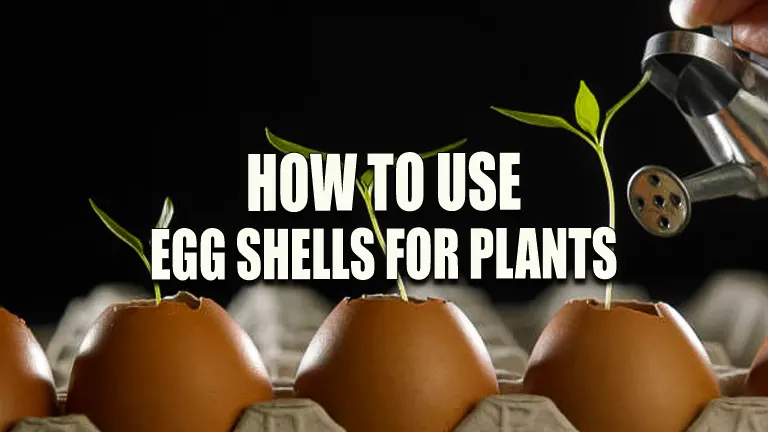 How to Use Egg Shells for Plants