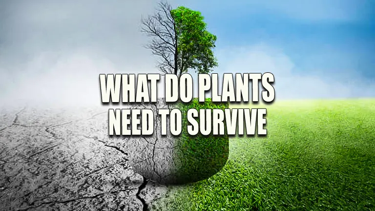 What do Plants Need to Survive