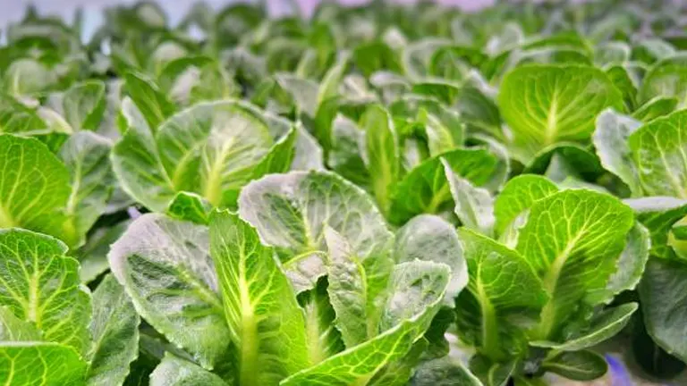 Rows of lush green lettuce growing in an indoor hydroponic farm, benefiting from optimized lighting and soilless cultivation technology.
