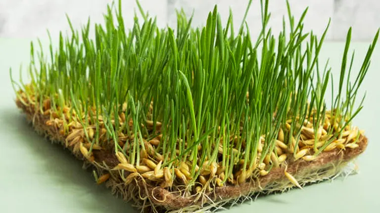 Dense wheatgrass growing on a flat mat with visible roots and sprouts on a pale green surface with a marble background.