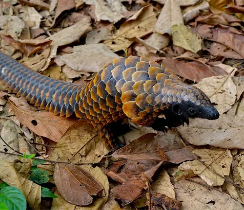 A Black-bellied Pangolin strolling through the forest.