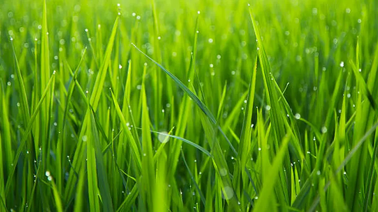 Dew-covered green grass blades glistening in the soft morning light, creating a fresh and vibrant scene.
