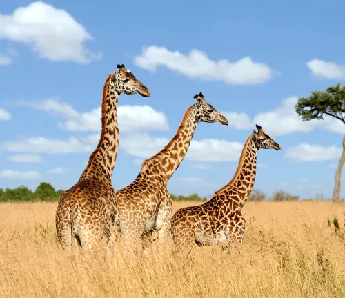 Three giraffes grazing in tall grass on a field.