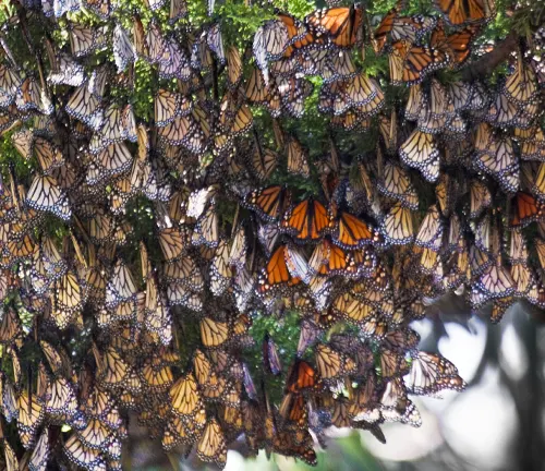 Dense cluster of Monarch butterflies during migration, with their orange and black wings covering the branches of a tree.