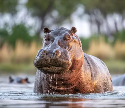A Hippopotamus submerged in water, peacefully enjoying its aquatic habitat.