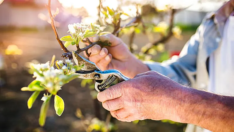 A person's hands using small handheld pruning shears to trim a flowering branch on a fruit tree, with a soft focus on the background bathed in warm sunlight.