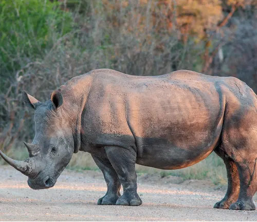 A "White Rhinoceros" standing on a dirt road, showcasing the majestic presence of this magnificent creature.