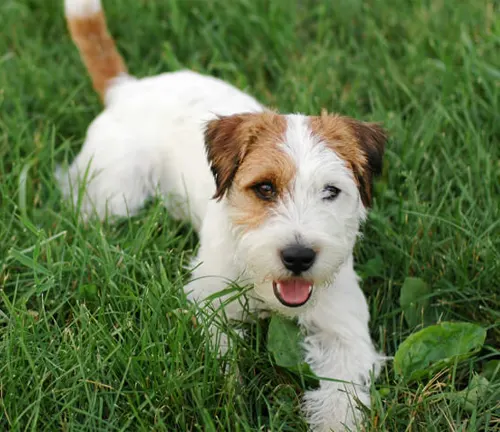 Jack Russell Terriers Dog