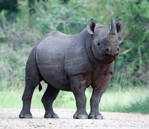 A Javan Rhinoceros standing on a dirt road in the wild, showcasing the beauty of nature's majestic creatures.