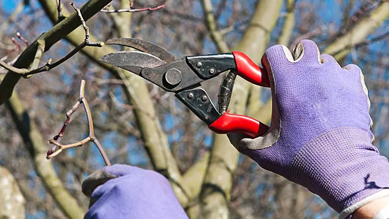 A person wearing purple gloves using pruning shears to trim a bare tree branch against a clear blue sky.