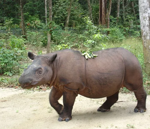 A Sumatran Rhinoceros standing in a forest clearing, with its horn pointing upwards.
