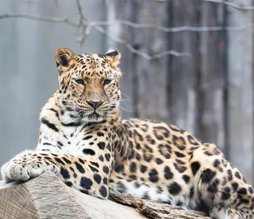 Amur leopard majestically perched on a log, showcasing its beauty and grace.