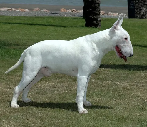 Bull Terriers Dog