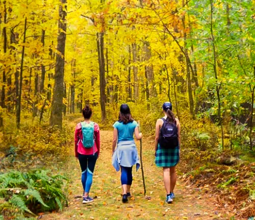 Three people hiking on a forest trail surrounded by trees with vibrant autumn foliage