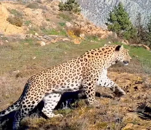 A majestic Anatolian Leopard gracefully traversing a rugged hillside strewn with rocks.
