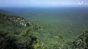 Aerial view of a dense green forest from a mountain overlook, with a clear sky above and rugged rocky outcrops amidst the treetops.