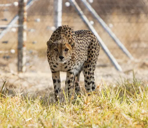A Southeast African Cheetah stands gracefully in the grass, close to a fence.