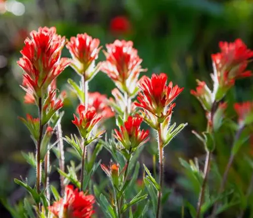 Close-up of vibrant red Indian Paintbrush flowers in full bloom with soft-focused greenery in the background.