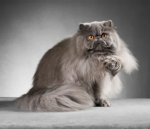 A close-up photo of a Persian cat with long, fluffy fur and a flat face, looking calm and regal.