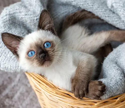 Siamese 2024 blue eyes