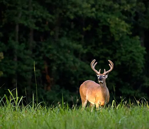 A white-tailed deer with velvety antlers stands alert in a lush green field, looking towards the camera with a backdrop of dense forest in soft evening light.