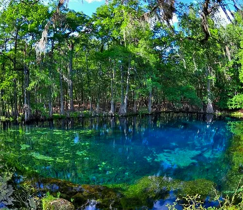 Panoramic view of a vivid blue spring surrounded by a lush forest with hanging Spanish moss, reflecting the vibrant greenery in the clear water.
