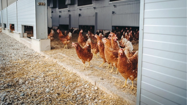 Group of chicken staying on their coop