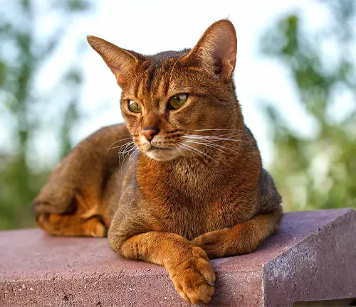 A close-up of an Abyssinian cat with short reddish-brown fur and green eyes.
