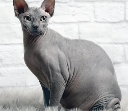A hairless Sphynx Cat sitting gracefully on a white rug.