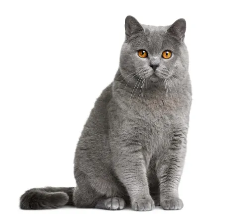 An elegant British Shorthair cat in gray, seated on a pristine white background.