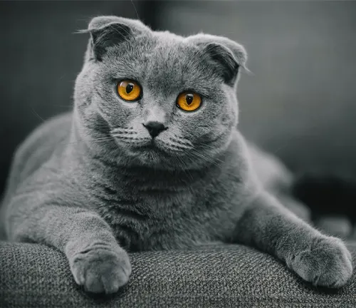 A Scottish Fold cat lounging on a couch in front of a fireplace.