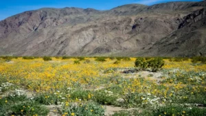 A vibrant field of yellow and white wildflowers blooming in front of a rugged mountain range under a clear blue sky.
